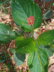 Lantana × strigocamara