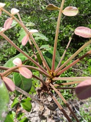 Homalolepis trichilioides