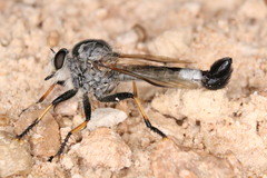 Efferia grandis