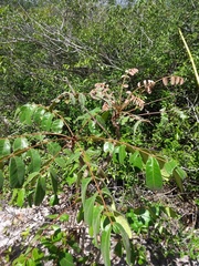 Homalolepis trichilioides