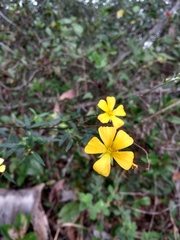 Turnera melochioides