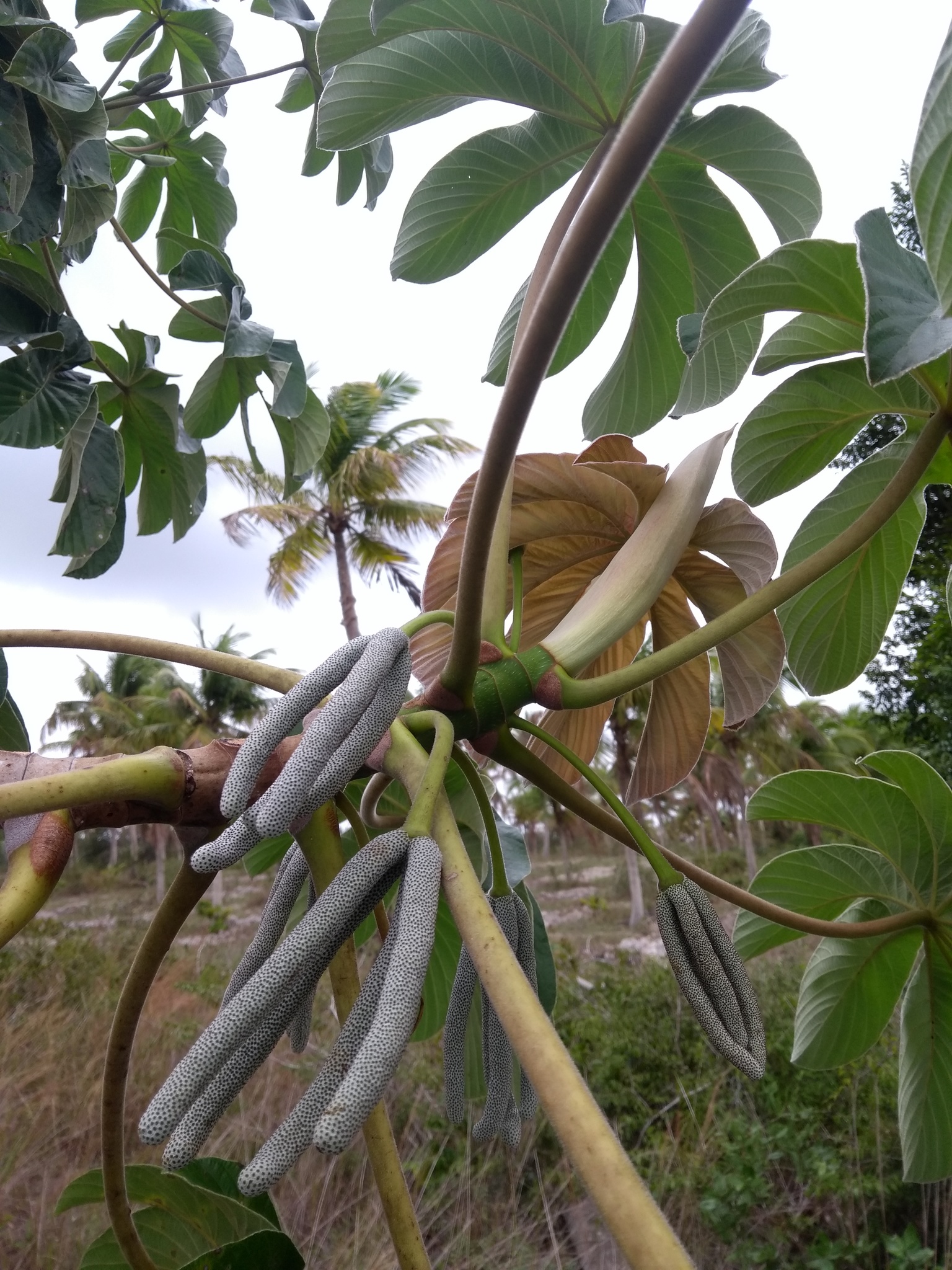 Cecropia pachystachya