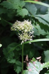 Micranthes manchuriensis