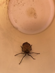 Lycorma delicatula