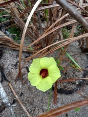 Pavonia cancellata