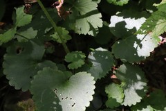 Micranthes manchuriensis