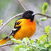 Baltimore Oriole - Photo (c) Tom Murray, some rights reserved (CC BY-NC)