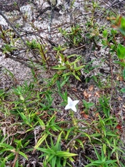 Hexasepalum apiculatum