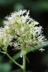 Micranthes manchuriensis