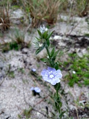Evolvulus glomeratus glomeratus