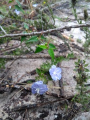 Evolvulus glomeratus glomeratus