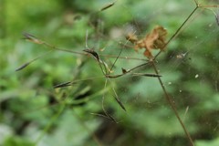 Osmorhiza aristata