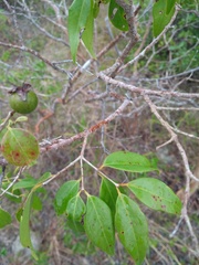 Psidium oligospermum