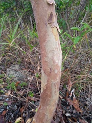 Psidium oligospermum