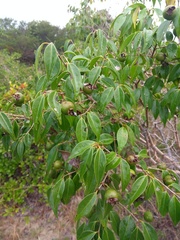 Psidium oligospermum