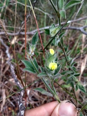 Stylosanthes capitata