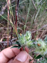 Stylosanthes capitata