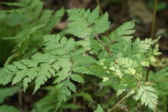 Osmorhiza aristata