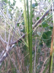 Aristida longifolia