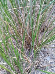 Aristida longifolia