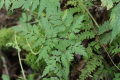 Osmorhiza aristata