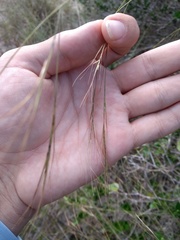 Aristida longifolia