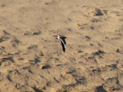 Vanellus senegallus lateralis