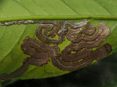 Phyllocnistis citrella