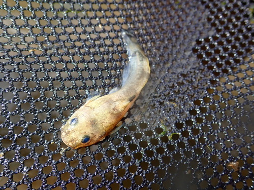 Noturus miurus