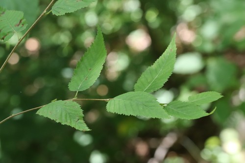 Betula costata (Betula costata)