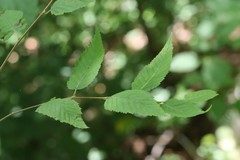 Betula costata