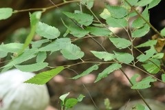 Betula costata