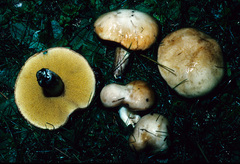 Suillus neoalbidipes