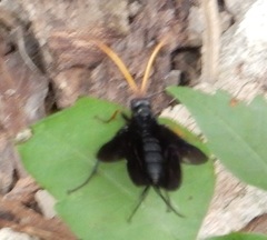 Gnamptopelta obsidianator