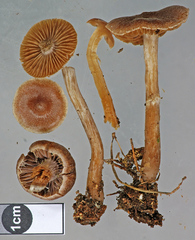 Cortinarius hemitrichus