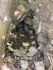 Marmota monax