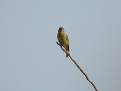 Chloris chloris aurantiiventris