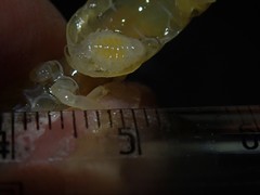 Phyllodurus abdominalis