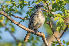 Mimus parvulus