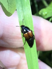 Tachinus fimbriatus