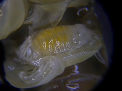 Phyllodurus abdominalis