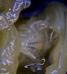 Phyllodurus abdominalis