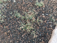 Hypertelis umbellata