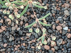 Hypertelis umbellata