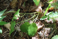 Maianthemum bifolium
