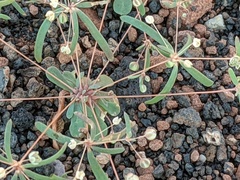 Hypertelis umbellata