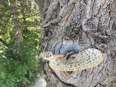 Cerioporus squamosus