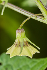 Physalis cordata