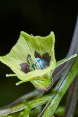 Physalis cordata