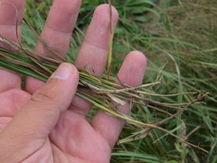 Carex praecox